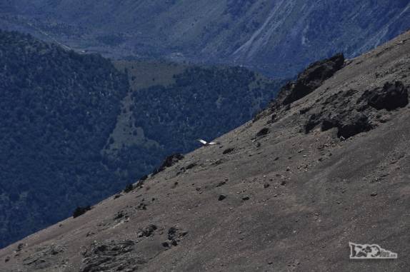Um condor voa ao nosso lado na trilha ao Cerro Piltriquitrón, em El Bolsón, na Argentina